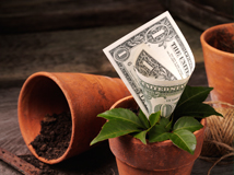 Dirt Dollars