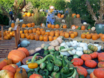 Pooches and Pumpkins 2010