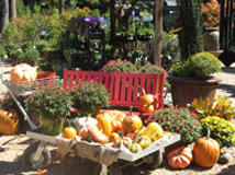 Pooches and Pumpkins 2010