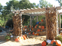 Pooches and Pumpkins 2010