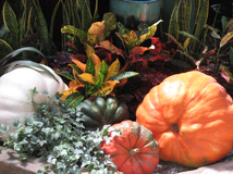 Pooches and Pumpkins 2010