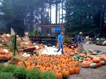 Pooches and Pumpkins 2010