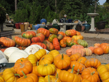 Pooches and Pumpkins 2010
