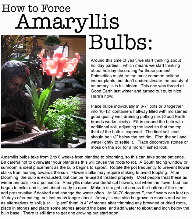 how to force an amaryllis bulb