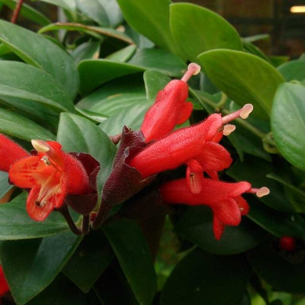 Lipstick Vine Plant Species The Good Earth Garden Center