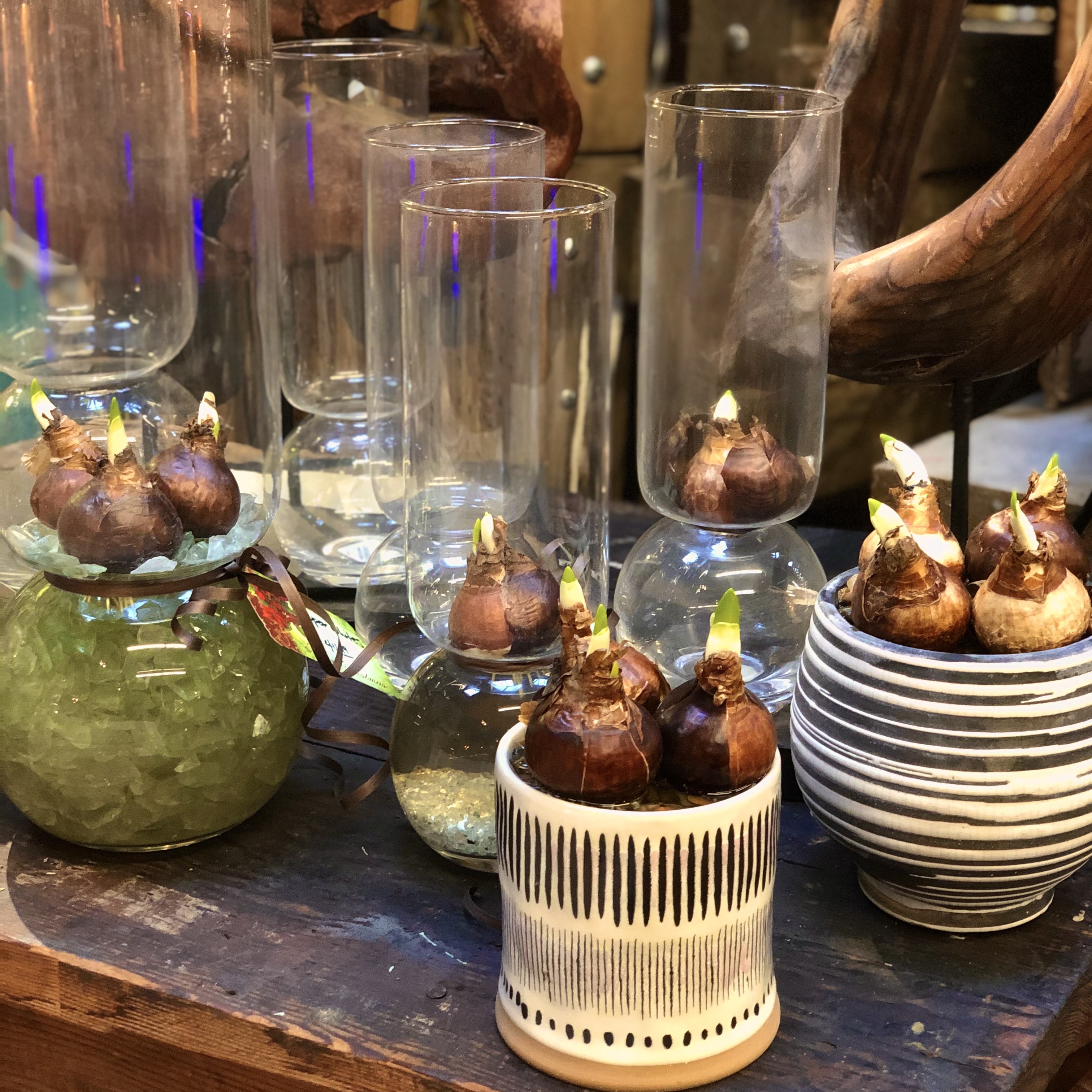 How to Grow Paperwhites The Good Earth Garden Center