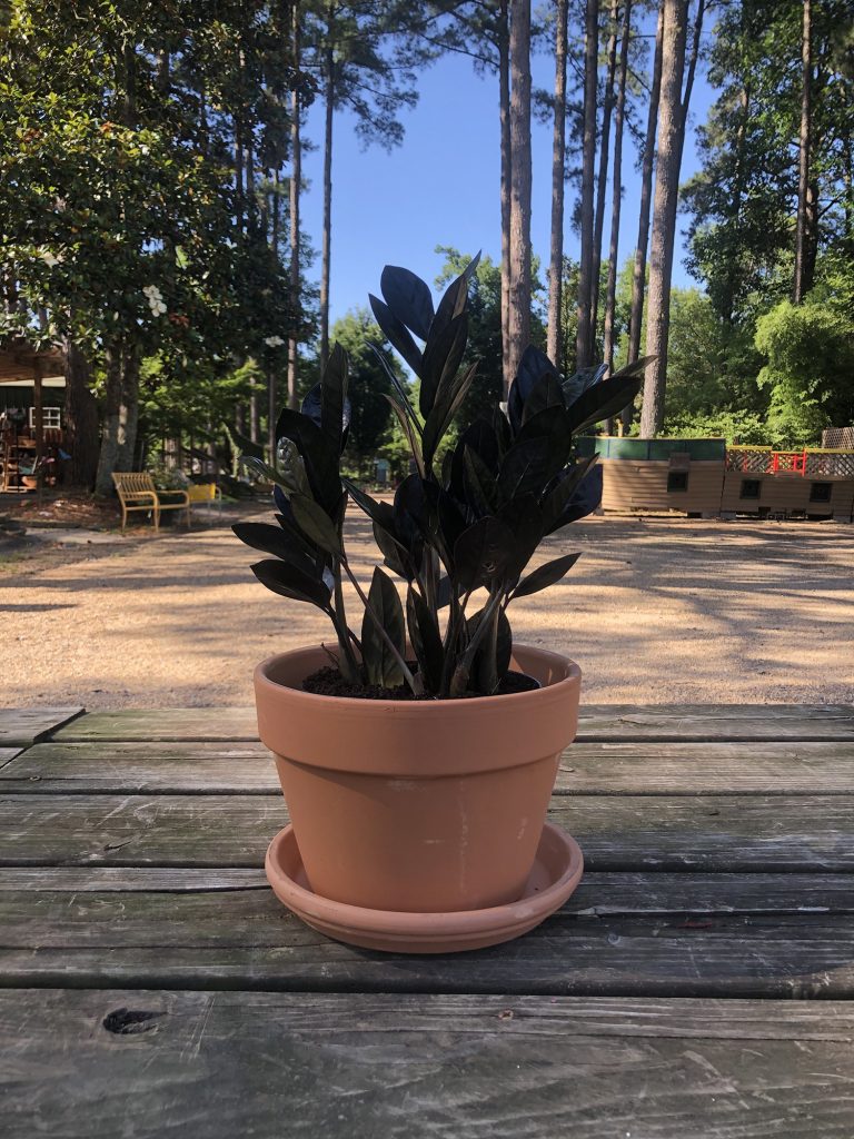 New Houseplant Arrival, Raven ZZ Plant The Good Earth